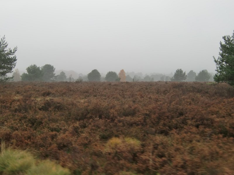 Wilseder Berg 1 2010 089
